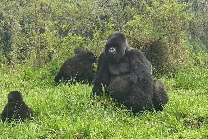 2 days Uganda Gorilla trekking - Fitness and gear: what will make or break your gorilla day