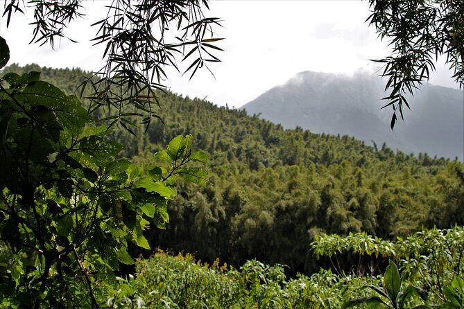 2 days Uganda Gorilla trekking - Bwindi mountain gorillas: how the tracking day actually works