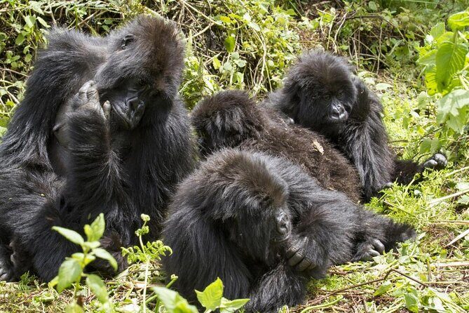 3 Day Gorilla Trek at Bwindi National Park via Kigali - Key points that make this Kigali to Bwindi trek worth it