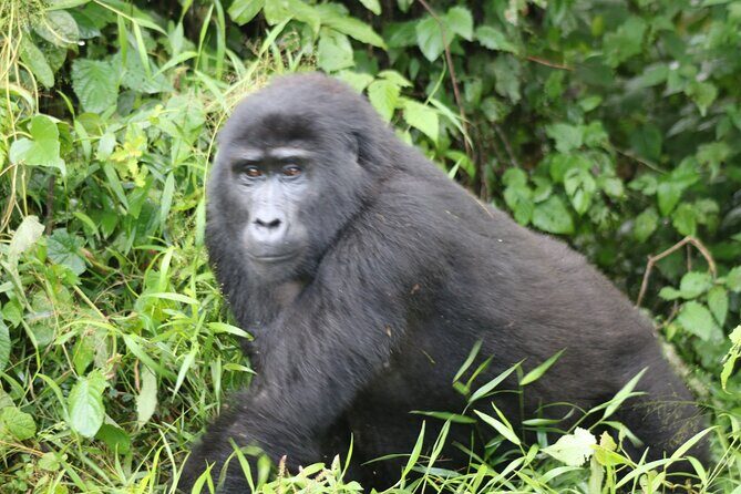 3 Day Gorilla Trek at Bwindi National Park via Kigali - Kigali to Bwindi: where the adventure really begins