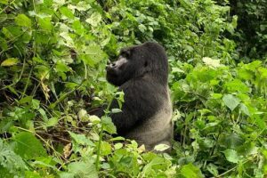 3 Day Gorilla Trek at Bwindi National Park via Kigali - The gate briefing in Bwindi: how your trek gets easier