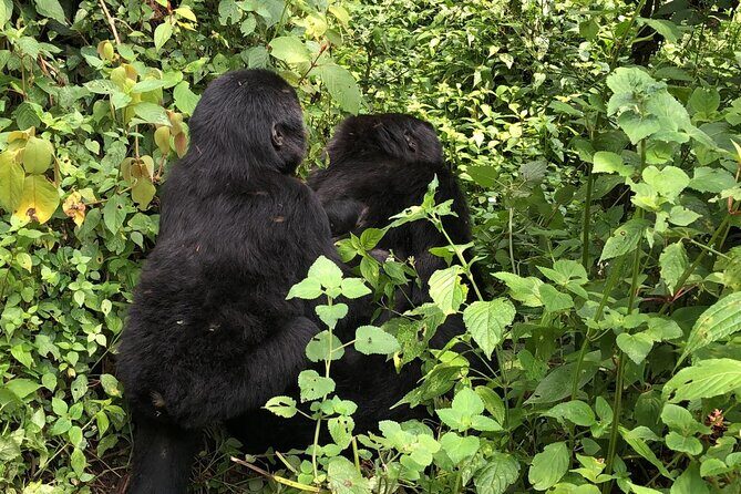 3 Day Gorilla Trek at Bwindi National Park via Kigali - Trek day reality check: why “few to many hours” is normal