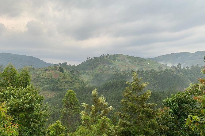 3 Day Gorilla Trek at Bwindi National Park via Kigali - Mgahinga golden monkeys: a great “bonus day” option
