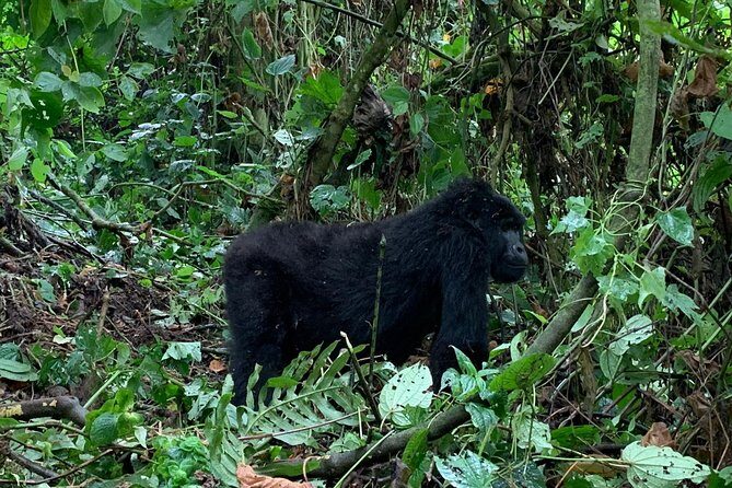 3 Day Gorilla Trek at Bwindi National Park via Kigali - Guides and communication: the part that makes or breaks a safari