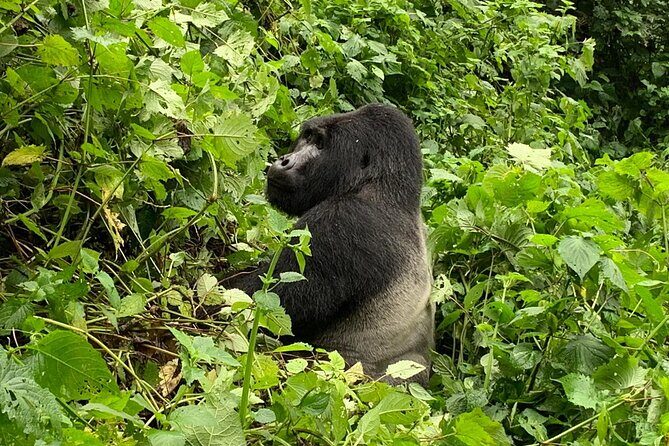 3 Day Gorilla Trek at Bwindi National Park via Kigali - The gate briefing in Bwindi: how your trek gets easier