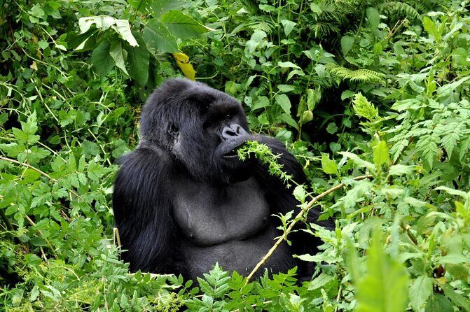 3-Day Rwanda Gorilla Safari - Key things to know before you go