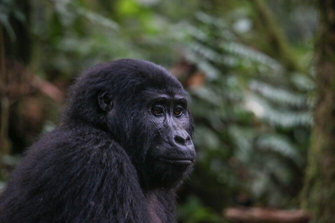 3-Day Rwanda Gorilla Safari - Why Volcanoes National Park feels like more than a gorilla checklist