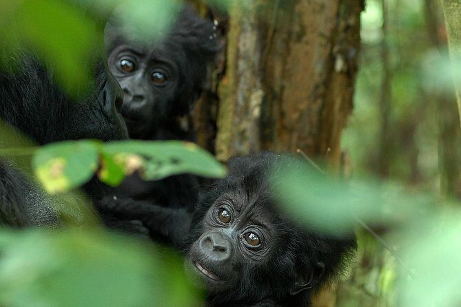 3-Day Rwanda Gorilla Safari - Day 1: Kigali meet and greet, then Kinigi at the foot of Volcanoes National Park