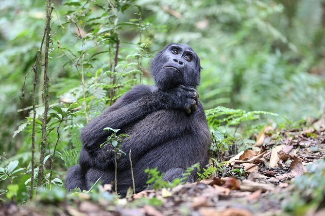 3-Day Rwanda Gorilla Safari - Day 3: Kigali return, plus optional Genocide memorial and museum time