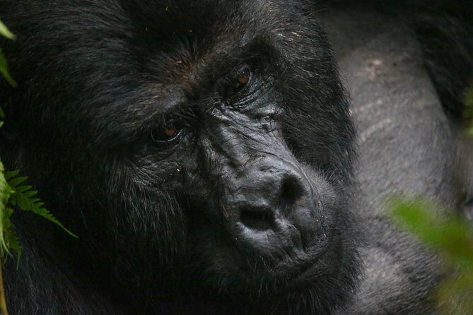 3-Day Rwanda Gorilla Safari - Where you stay: upgrading from guest house to lodge comfort
