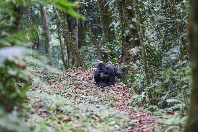 3-Day Rwanda Gorilla Safari - What to pack for a trekking day that can run 2–8 hours