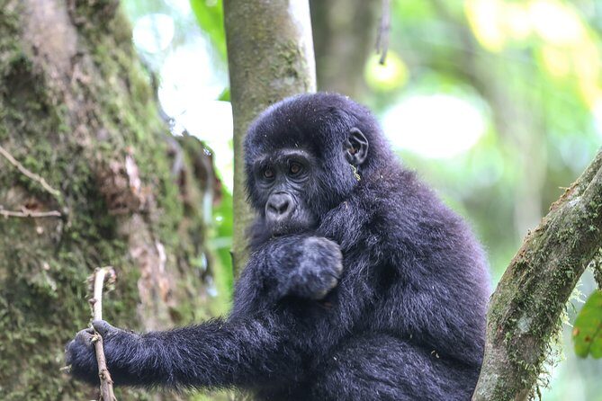 3-Day Rwanda Gorilla Safari - Price and logistics: what $3,746 gets you (and what it doesn’t)