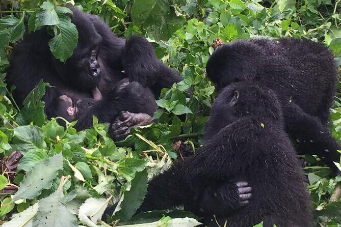 3 Days Uganda Gorilla Trekking Safari - Day 3: Islands by Boat, Viewpoints on Foot, Then Back to Kigali
