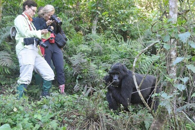 3 Days Uganda Gorilla Trekking Safari - Price and Value: Is $1,810.38 Worth It?