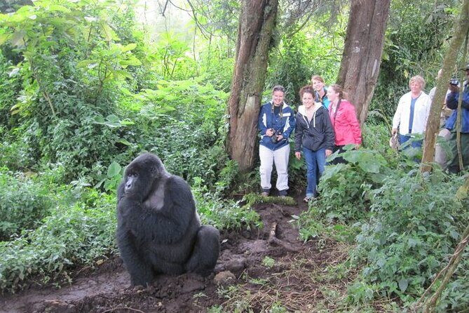 3 Days Uganda Gorilla Trekking Safari - Who Should Book This 3-Day Bwindi Gorilla Trek