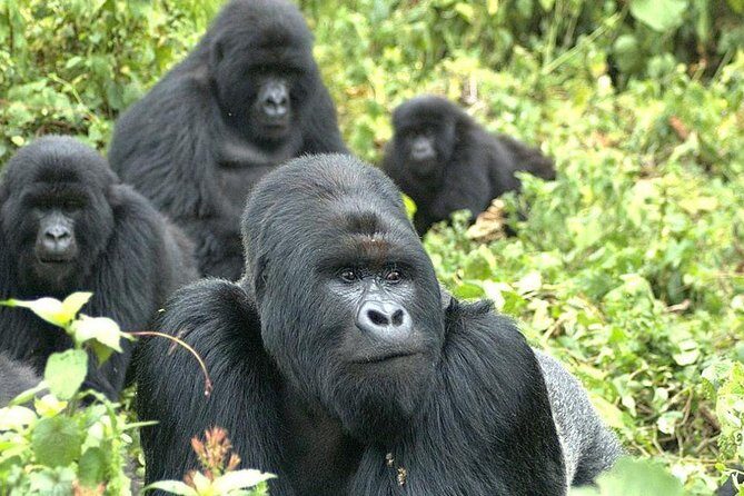 5 Day Rwanda gorilla and Lake Kivu Safari - Virunga Hotel basecamp: comfort on the edge of the wilderness