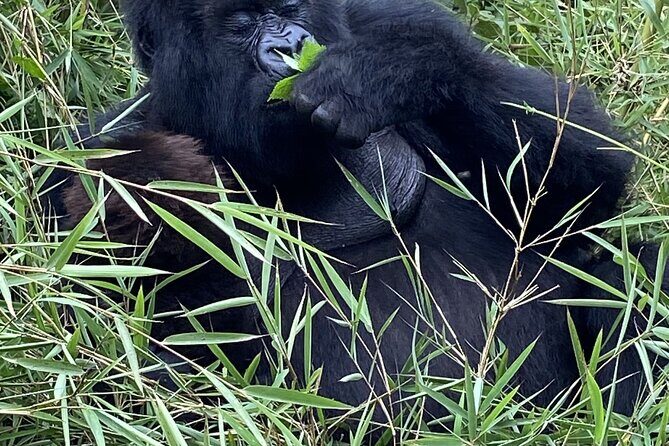 5 Days Akagera and Volcanoes National Park - Transfer to Volcanoes National Park and Tiroleza’s volcano-near feel