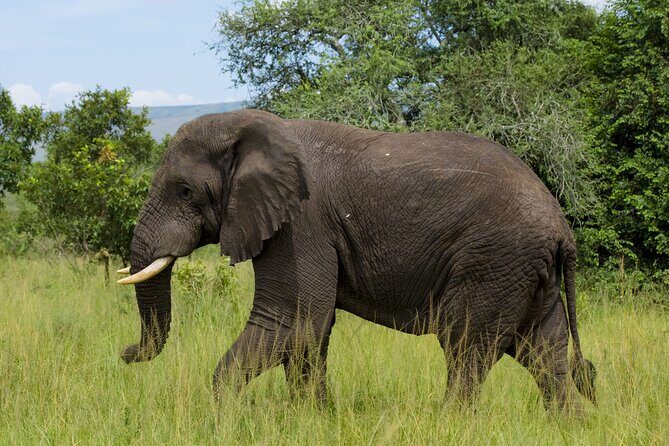 5 Days Akagera and Volcanoes National Park - Returning to Kigali: time for last-minute city moments