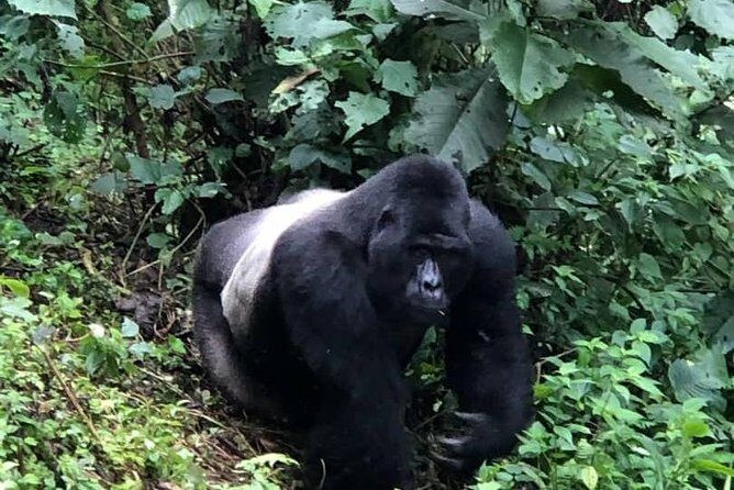 6 Days Rwanda Uganda Budget Wildlife Safari - Kigali to Volcanoes: a thoughtful start before the wildlife