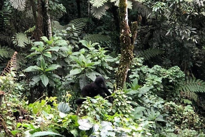 6 Days Rwanda Uganda Budget Wildlife Safari - Crossing into Bwindi: from Rwanda primates to Uganda gorillas