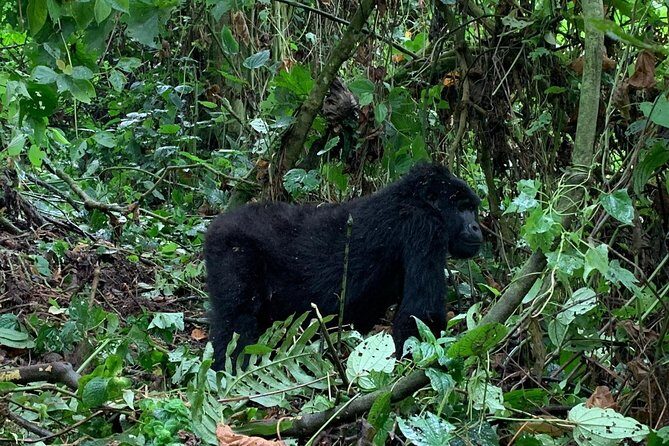 6 Days Rwanda Uganda Budget Wildlife Safari - Golden monkeys at Volcanoes National Park: the trek that starts the adrenaline