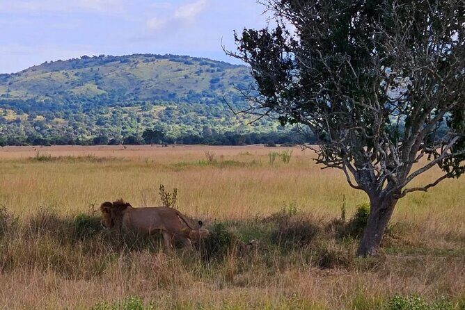 Akagera National Park 1 day Safari Experience - Open-Roof vs Standard Vehicle: How You’ll Experience the Wildlife