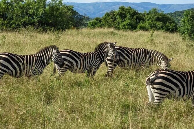 Akagera National Park 1 day Safari Experience - Lunch Break and Why the Timing Matters
