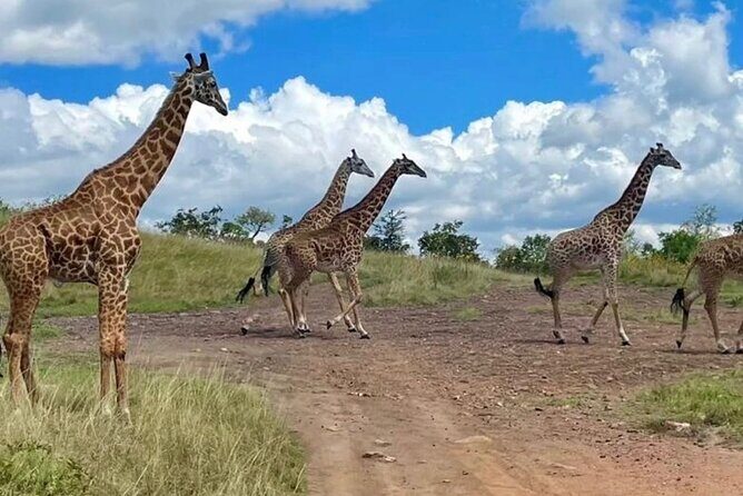 Akagera National Park 1 day Safari Experience - Second Game Drive Block: Another 2 Hours Northward for Fresh Chances