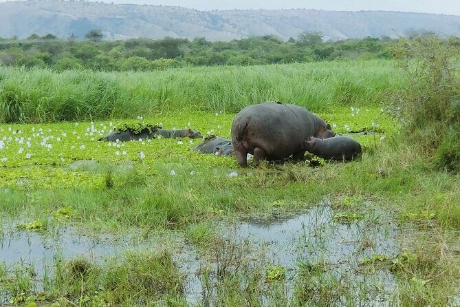 Akagera National Park 1 day Safari Experience - Back to Kigali: The 3-Hour Return and How to End the Day