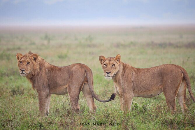 Big 5 Safari Day Trip - Key highlights you’ll care about
