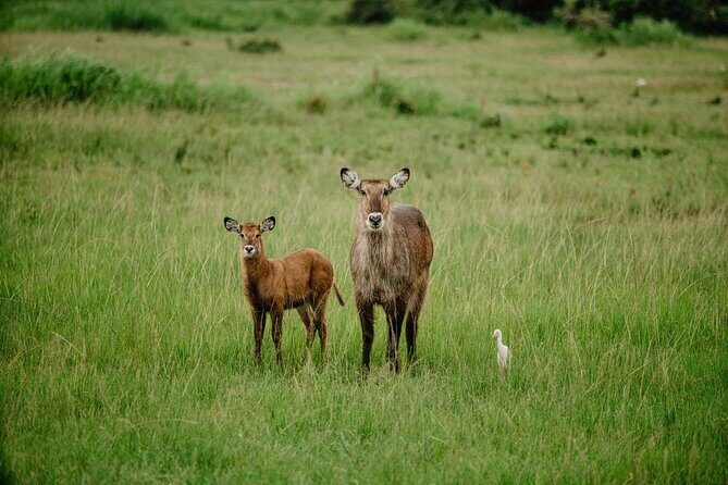 Big 5 Safari Day Trip - Akagera at 5am: why this day starts before breakfast