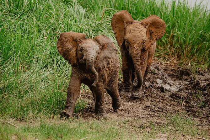 Big 5 Safari Day Trip - Inside Akagera: how a strong guide turns sightings into a full day