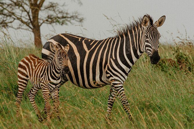 Big 5 Safari Day Trip - What’s included vs. what you must plan for