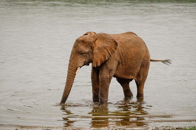 Big 5 Safari Day Trip - Price and value: is $283 a fair deal for a Rwanda day safari?