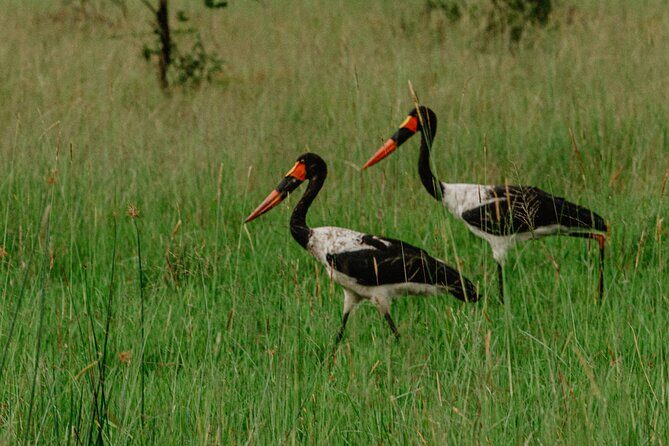 Big 5 Safari Day Trip - Who should book this Big Five safari day trip