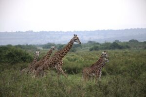 Cool Share Day Akagera Game Drive, Daily Depart, Boat Ride, Lunch - Akagera National Park game drives from a 4WD Toyota RAV4-style vehicle