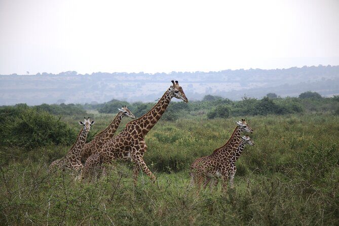 Cool Share Day Akagera Game Drive, Daily Depart, Boat Ride, Lunch - Akagera National Park game drives from a 4WD Toyota RAV4-style vehicle