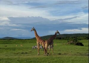 From Kigali: 1 Day All inclusive Akagera Safari - First game drive (3 hours): Big Five odds in the morning light