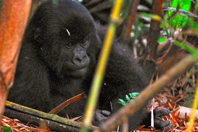 From Kigali: 10 Hour Day-trip Rwanda Gorilla Trekking with Lunch - Permits and the real cost: pricing vs. what you still need