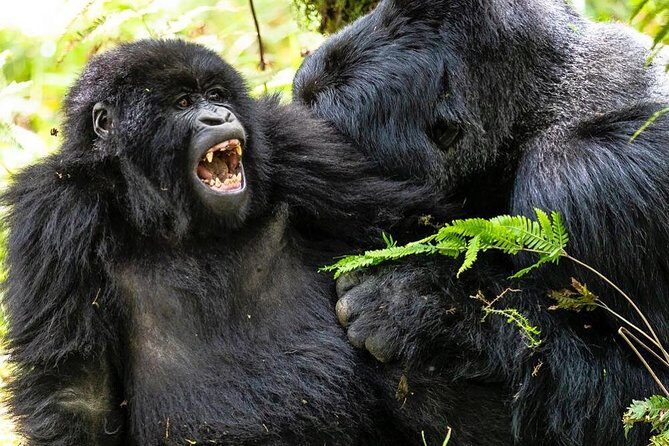 From Kigali: 10 Hour Day-trip Rwanda Gorilla Trekking with Lunch - Who makes the day run smoothly: guides and operator support