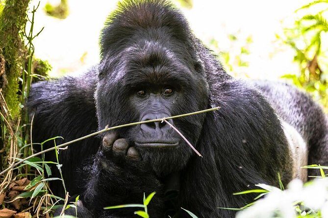 From Kigali: 10 Hour Day-trip Rwanda Gorilla Trekking with Lunch - What you actually get: lunch, water, and the comfort of structure