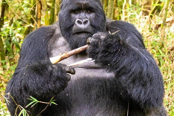From Kigali: 10 Hour Day-trip Rwanda Gorilla Trekking with Lunch - Should you book this Kigali gorilla day trip?