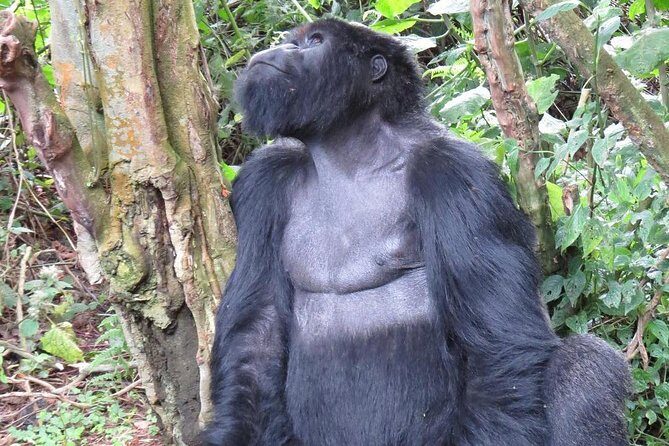 From Kigali: 10 Hour Day-trip Rwanda Gorilla Trekking with Lunch - FAQ
