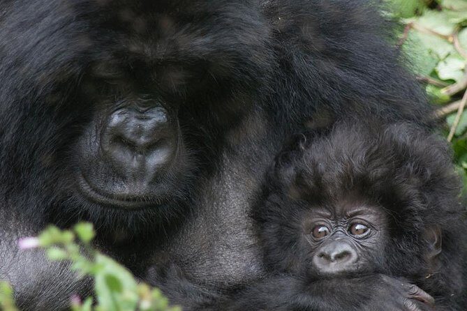 From Kigali: 10 Hour Day-trip Rwanda Gorilla Trekking with Lunch - The gorilla trek experience: what your day is really like