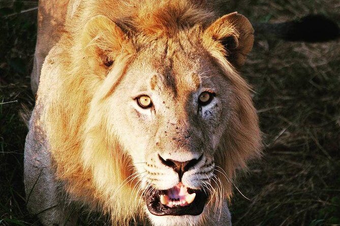 From Kigali: 12 Hour Custom Day trip for game Drive in Akagera NP - Key things that make this Akagera day trip work