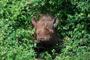 From Kigali: 12 Hour Custom Day trip for game Drive in Akagera NP - Pickup, 4x4 comfort, and the guides who set the tone