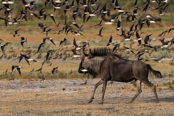 From Kigali: 12 Hour Custom Day trip for game Drive in Akagera NP - Timing: a 9–12 hour day that starts before your phone wakes you up