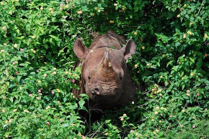 From Kigali: 12 Hour Custom Day trip for game Drive in Akagera NP - Pickup, 4x4 comfort, and the guides who set the tone