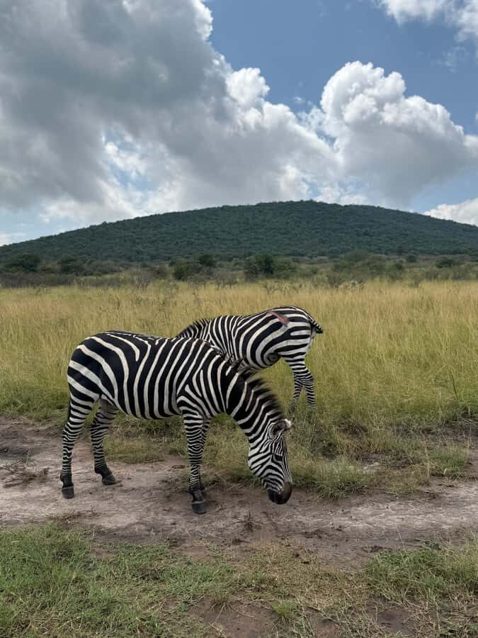 From Kigali: Akagera National Park Safari game drive - Lunch by the lake Mihindi and the soundscape of hippos