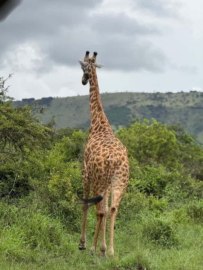 From Kigali: Akagera National Park Safari game drive - Tips that improve sightings and comfort